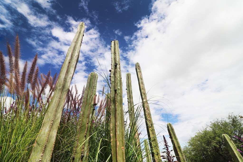 Albor San Miguel De Allende Tapestry Collection By Hilton ภายนอก รูปภาพ