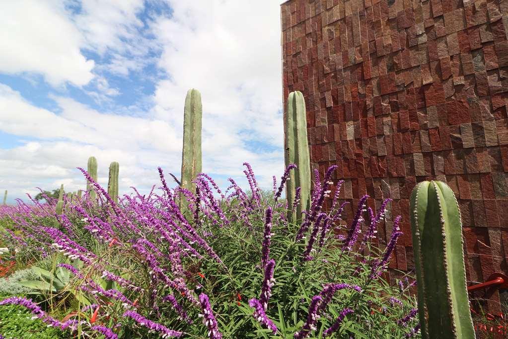 Albor San Miguel De Allende Tapestry Collection By Hilton ภายนอก รูปภาพ